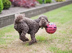 Hund
