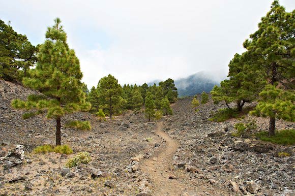 La Palma 11 03 25 57