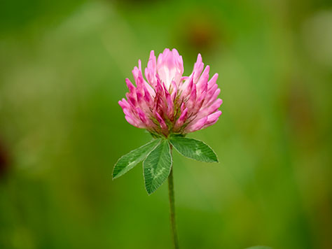 _EM11731_Pana
