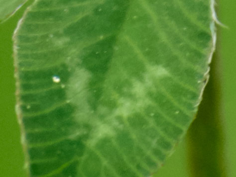 _EM11731b_Pana