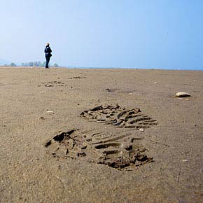 footsteps.jpg