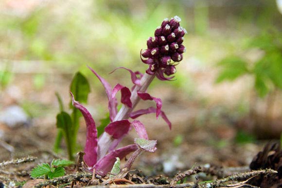 blume.jpg