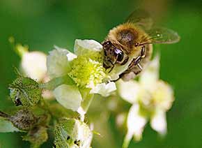 Biene unscharf