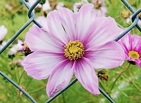 Blume in augenhoehe