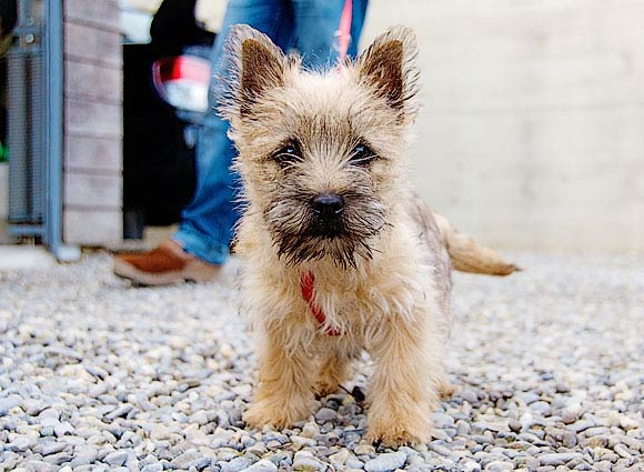 Hund aufaugenhoehe