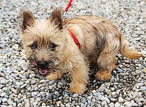 Kleinerhund
